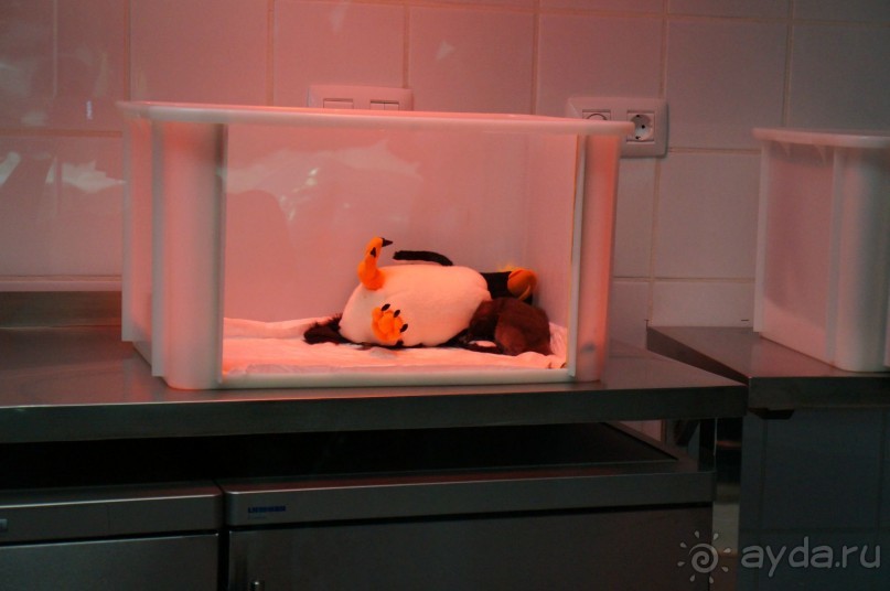 Самый лучший зоопарк - Лоро Парк на Тенерифе