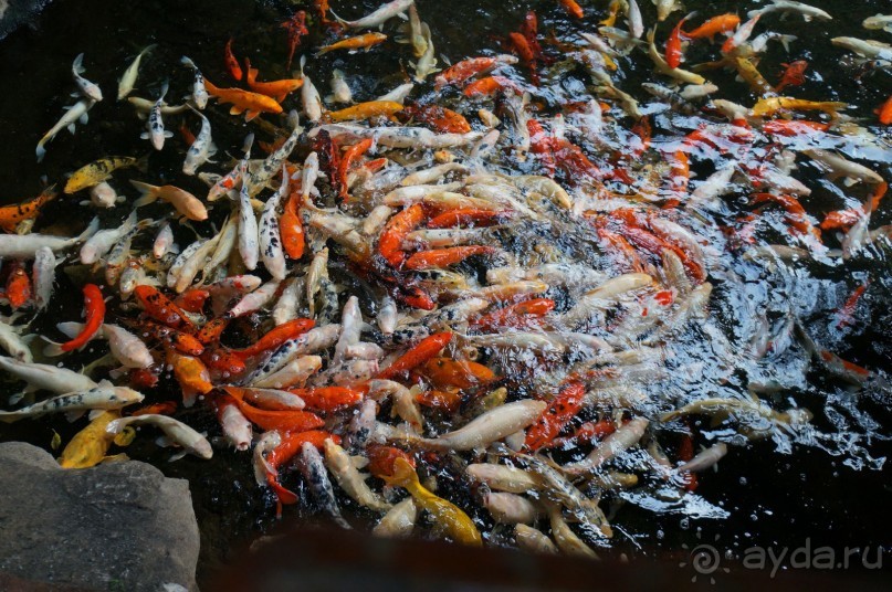 Самый лучший зоопарк - Лоро Парк на Тенерифе