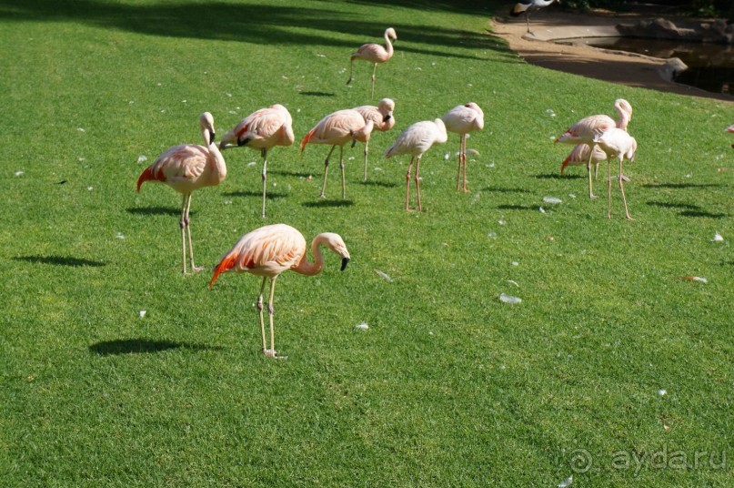 Самый лучший зоопарк - Лоро Парк на Тенерифе