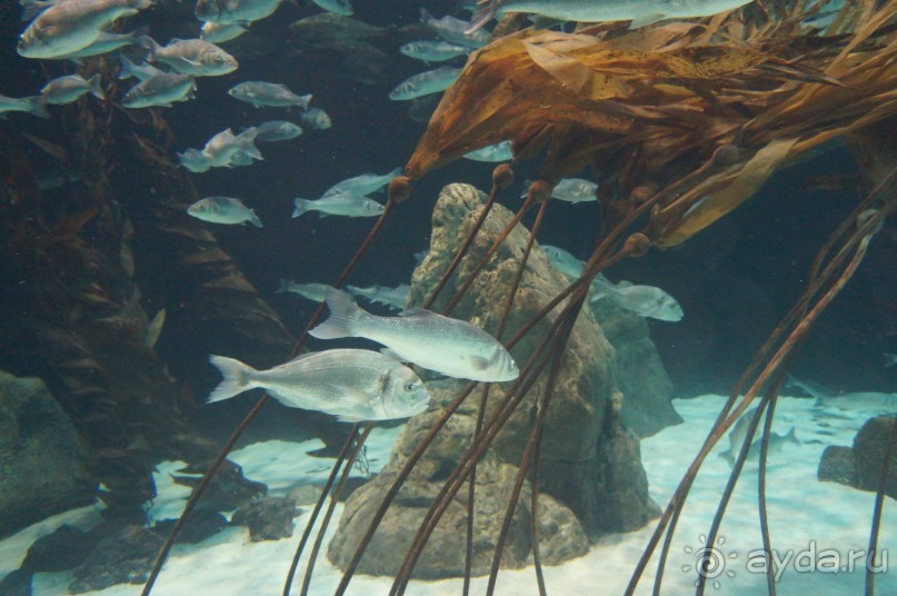 Самый лучший зоопарк - Лоро Парк на Тенерифе