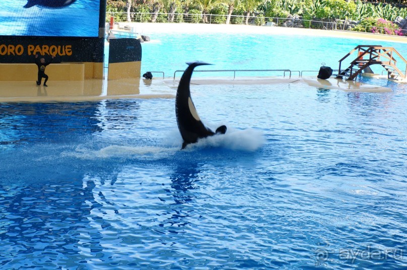 Самый лучший зоопарк - Лоро Парк на Тенерифе