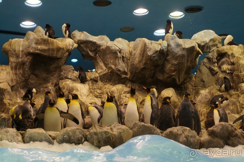 Самый лучший зоопарк - Лоро Парк на Тенерифе