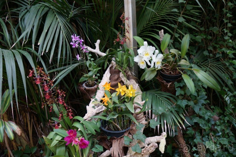 Самый лучший зоопарк - Лоро Парк на Тенерифе Самый лучший зоопарк - Лоро Парк на Тенерифе