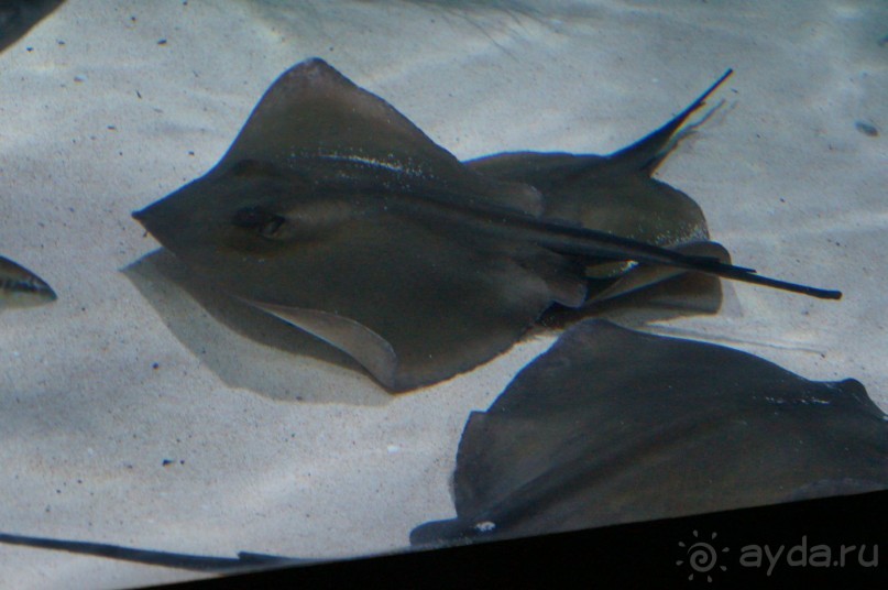 Самый лучший зоопарк - Лоро Парк на Тенерифе