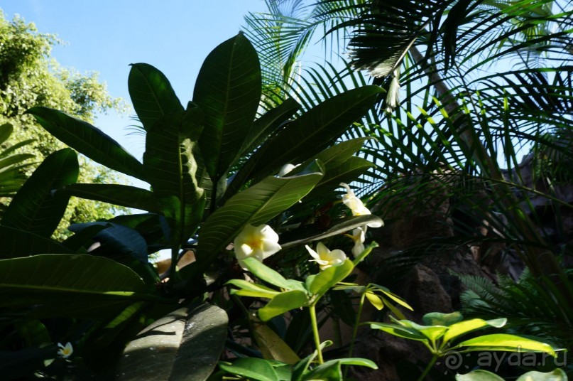 Самый лучший зоопарк - Лоро Парк на Тенерифе