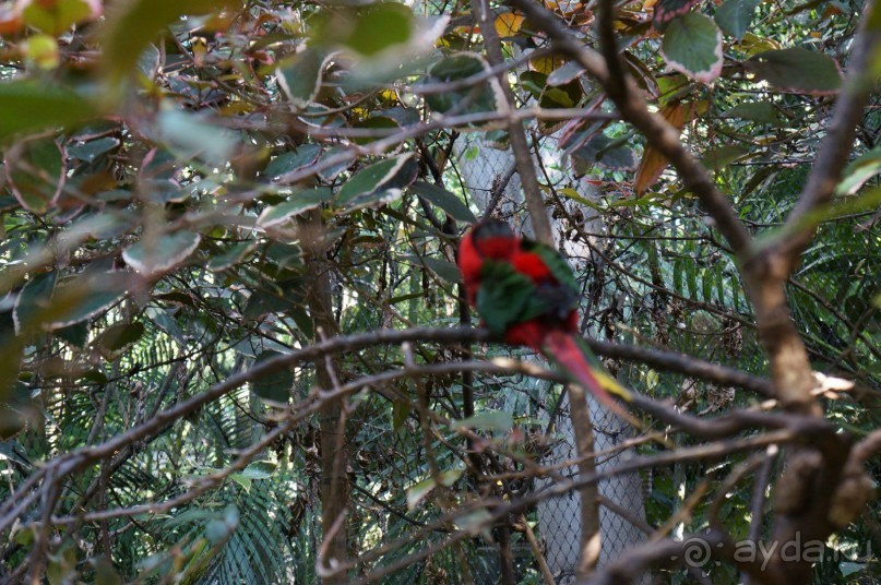Самый лучший зоопарк - Лоро Парк на Тенерифе