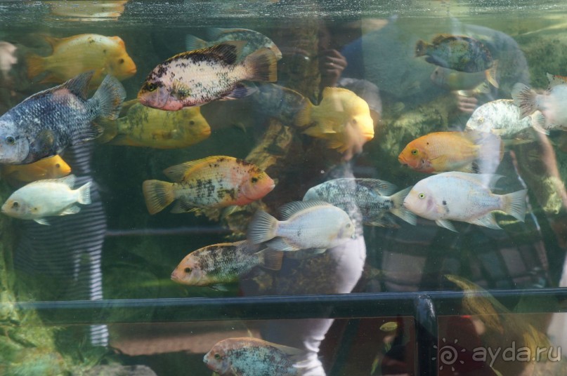 Самый лучший зоопарк - Лоро Парк на Тенерифе