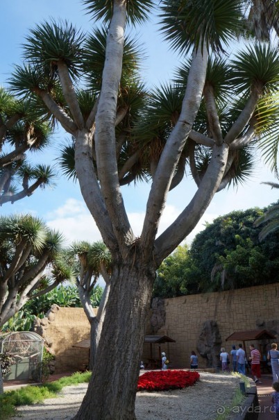 Самый лучший зоопарк - Лоро Парк на Тенерифе