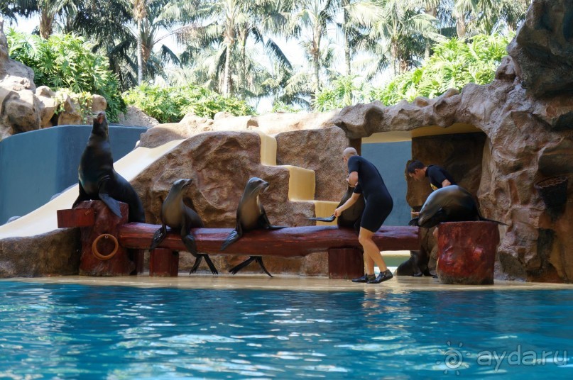 Самый лучший зоопарк - Лоро Парк на Тенерифе