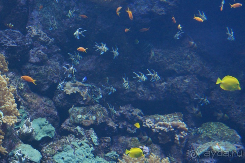 Самый лучший зоопарк - Лоро Парк на Тенерифе