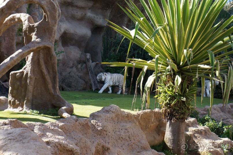 Самый лучший зоопарк - Лоро Парк на Тенерифе