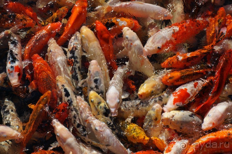 Самый лучший зоопарк - Лоро Парк на Тенерифе