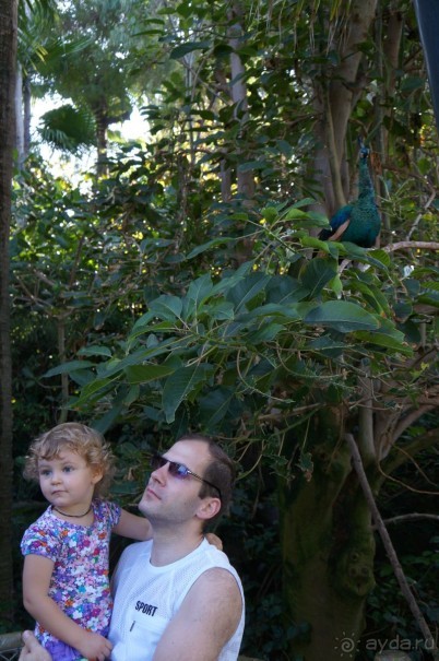 Самый лучший зоопарк - Лоро Парк на Тенерифе