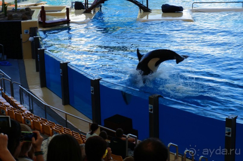 Самый лучший зоопарк - Лоро Парк на Тенерифе