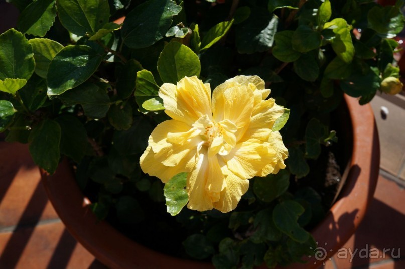 Самый лучший зоопарк - Лоро Парк на Тенерифе