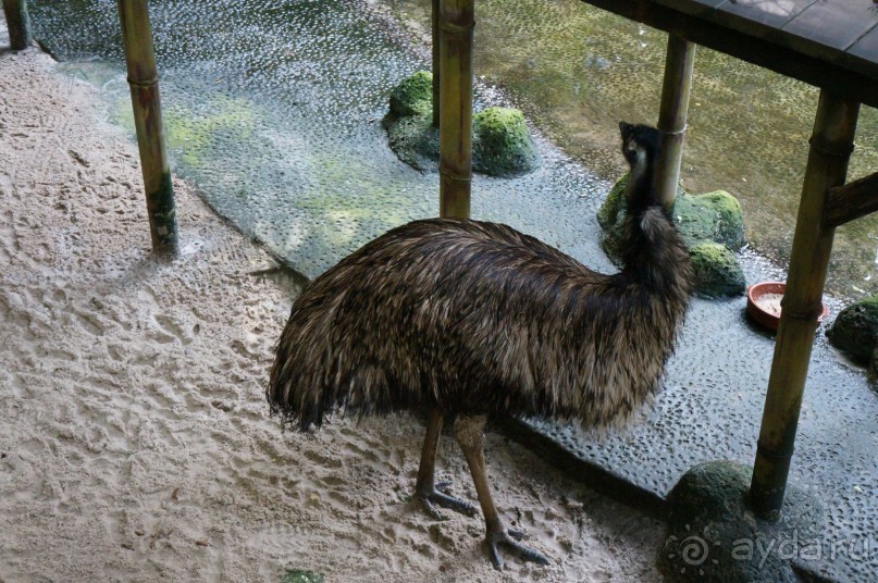 Самый лучший зоопарк - Лоро Парк на Тенерифе