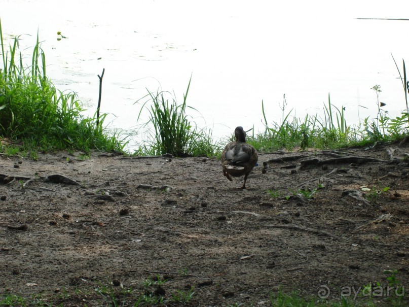 Серебряный бор - прекрасное место для отдыха в городе