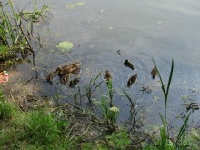 Серебряный бор - прекрасное место для отдыха в городе