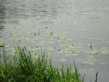 Серебряный бор - прекрасное место для отдыха в городе