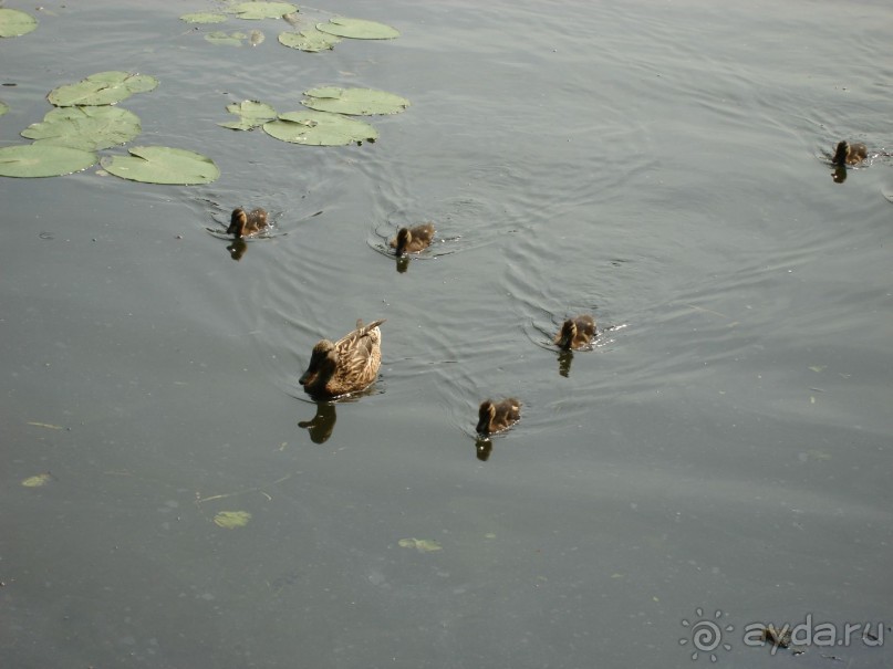 Серебряный бор - прекрасное место для отдыха в городе