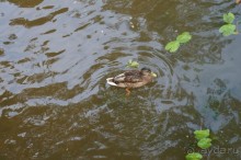 Серебряный бор - прекрасное место для отдыха в городе