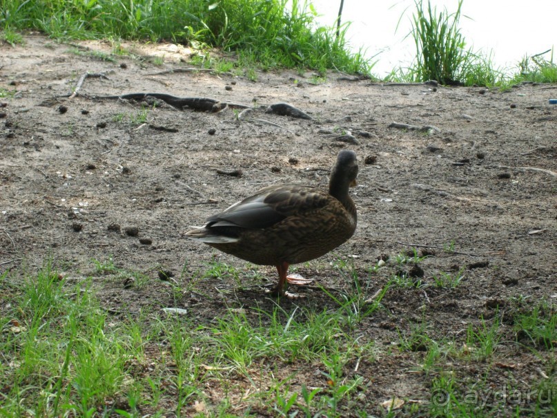 Серебряный бор - прекрасное место для отдыха в городе