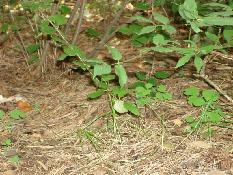 Серебряный бор - прекрасное место для отдыха в городе