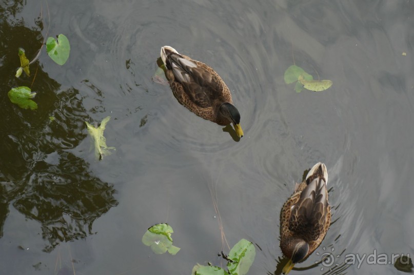 Серебряный бор - прекрасное место для отдыха в городе