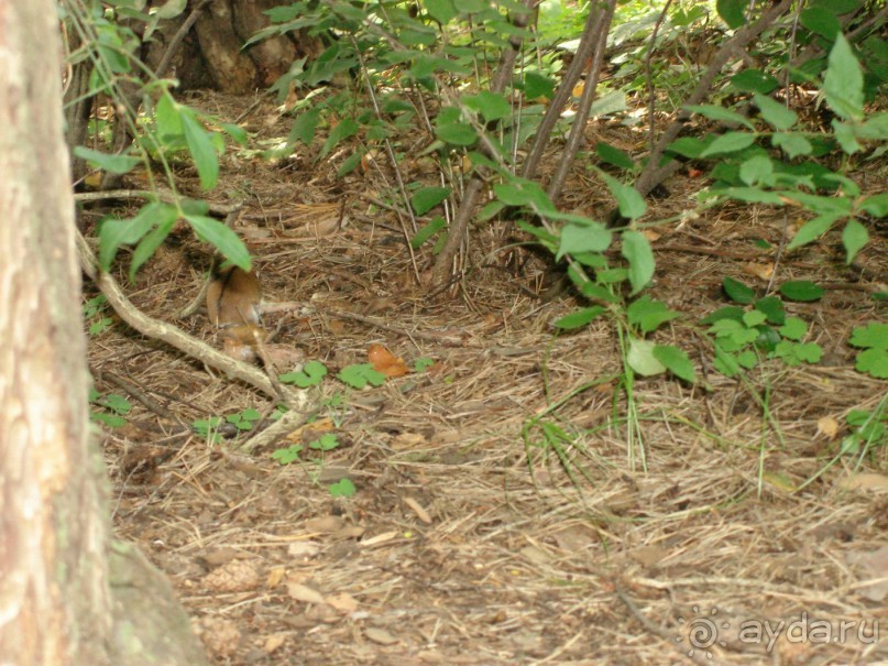 Серебряный бор - прекрасное место для отдыха в городе Серебряный бор - прекрасное место для отдыха в городе