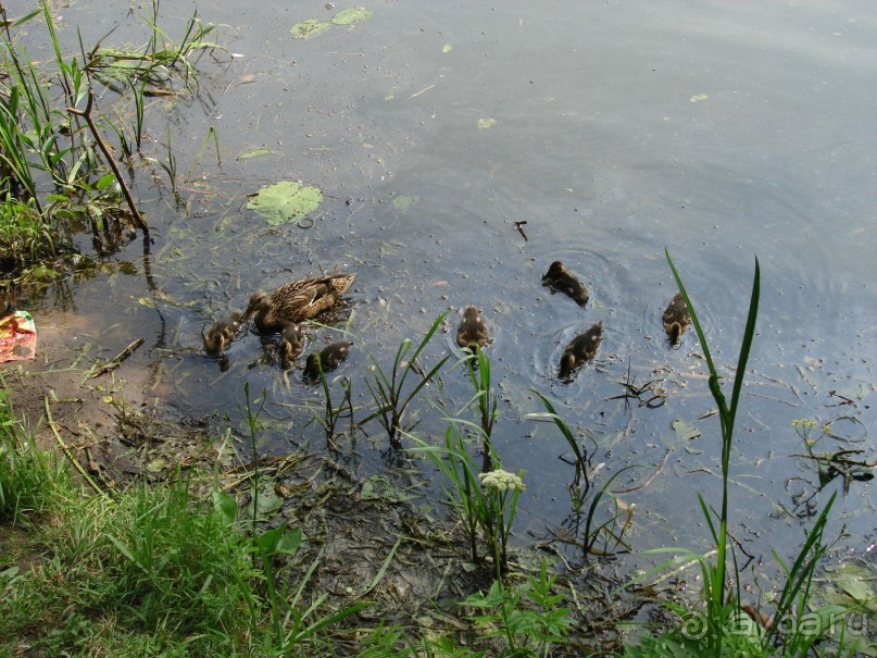 Серебряный бор - прекрасное место для отдыха в городе Серебряный бор - прекрасное место для отдыха в городе