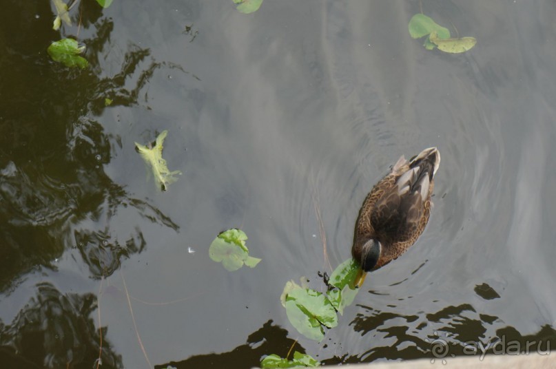 Серебряный бор - прекрасное место для отдыха в городе Серебряный бор - прекрасное место для отдыха в городе