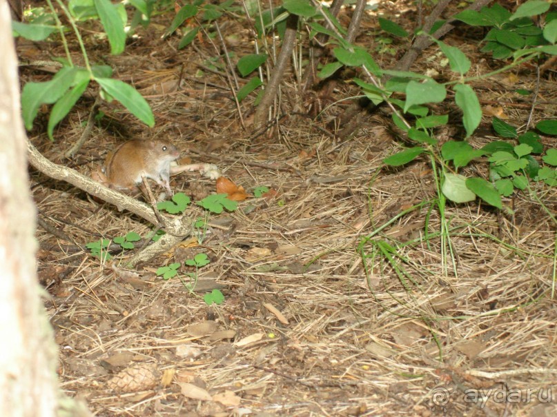 Серебряный бор - прекрасное место для отдыха в городе Серебряный бор - прекрасное место для отдыха в городе