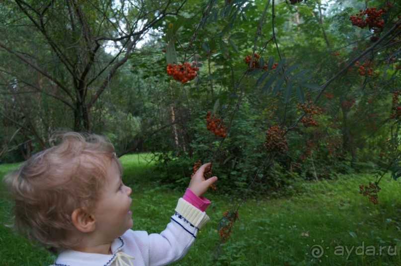 Серебряный бор - прекрасное место для отдыха в городе Серебряный бор - прекрасное место для отдыха в городе