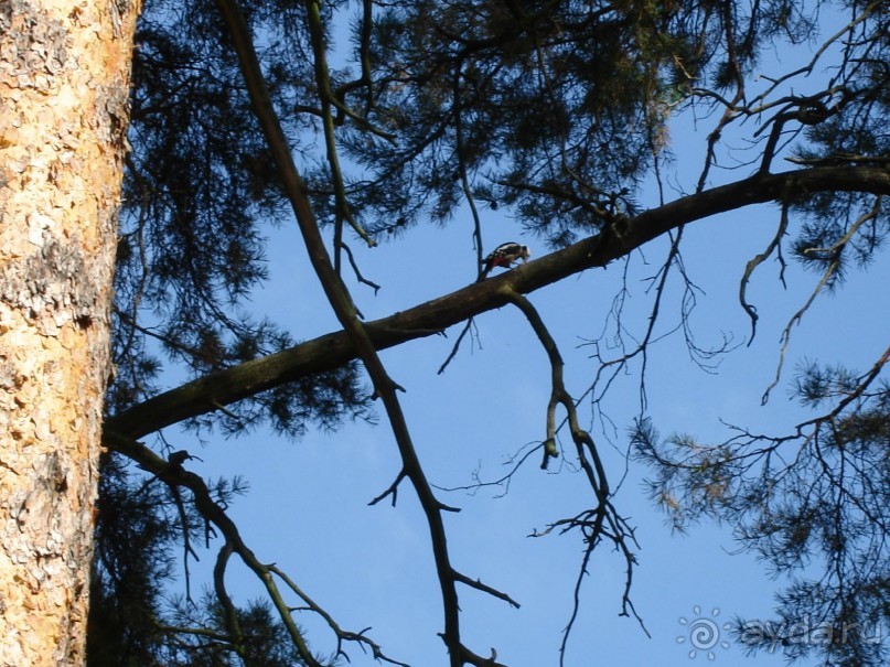 Санаторий "Сосновый бор" в Татарстане - отличный отдых