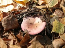 Санаторий "Сосновый бор" в Татарстане - отличный отдых