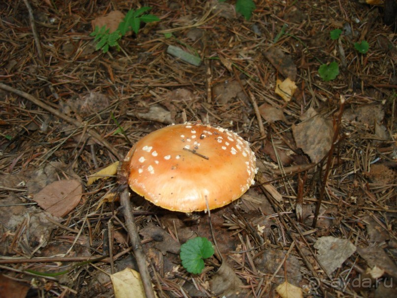 Санаторий "Сосновый бор" в Татарстане - отличный отдых