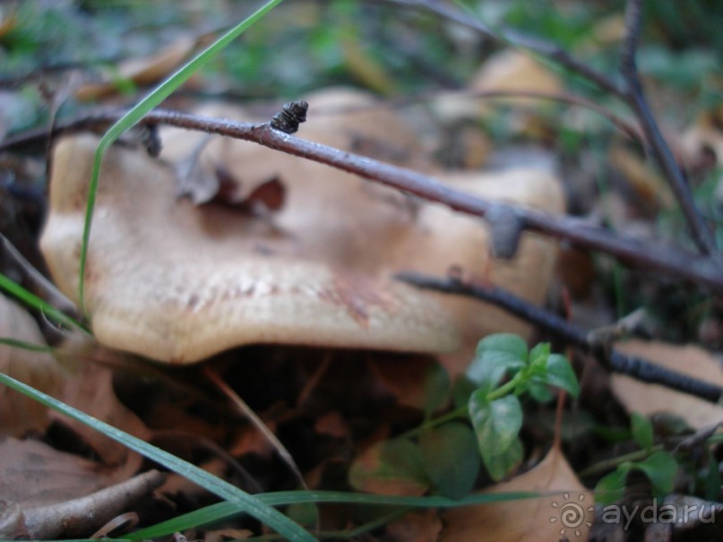 Санаторий "Сосновый бор" в Татарстане - отличный отдых