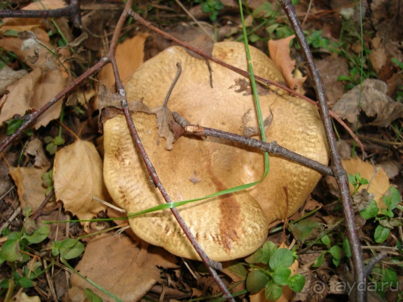 Санаторий "Сосновый бор" в Татарстане - отличный отдых