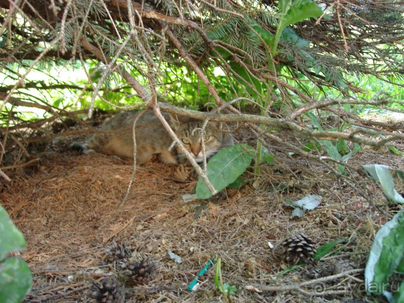 Санаторий "Сосновый бор" в Татарстане - отличный отдых