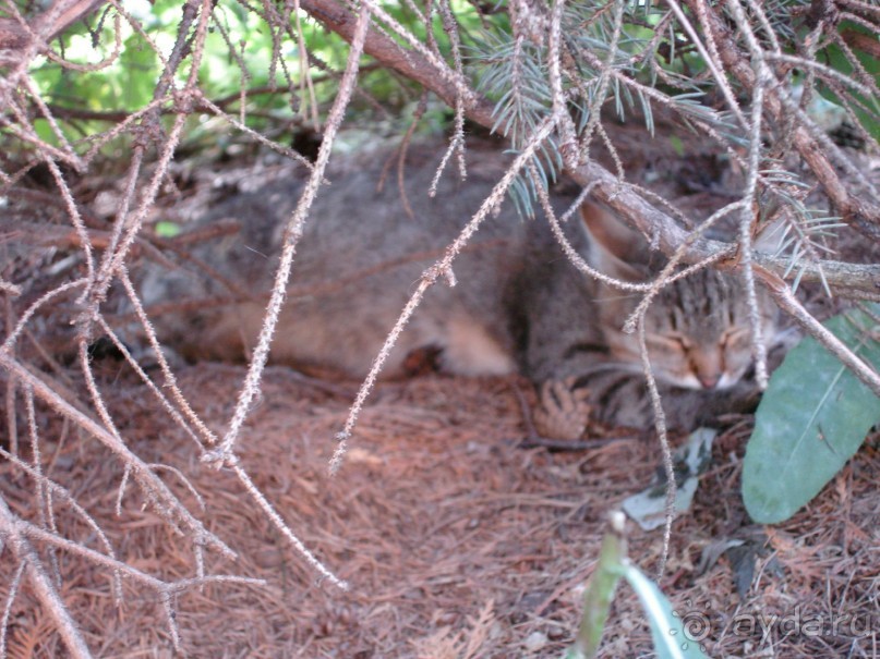Санаторий "Сосновый бор" в Татарстане - отличный отдых