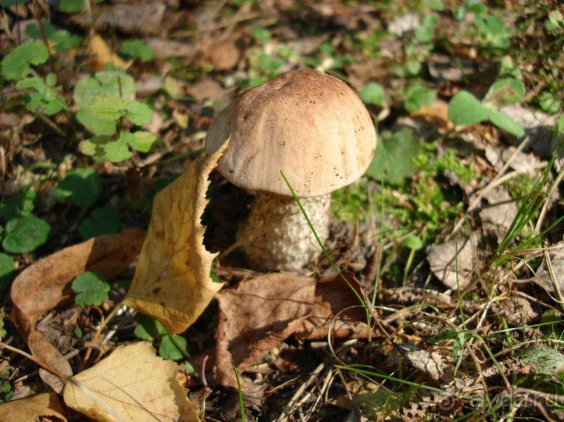 Санаторий "Сосновый бор" в Татарстане - отличный отдых