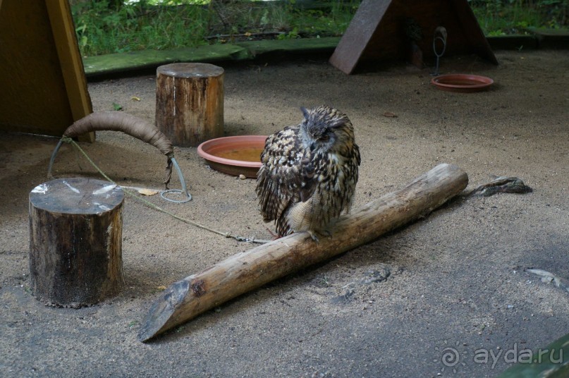 Замок Конопиште - резиденция эрцгерцога Франца Фердинанта