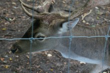 Замок Конопиште - резиденция эрцгерцога Франца Фердинанта