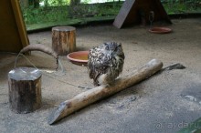 Замок Конопиште - резиденция эрцгерцога Франца Фердинанта