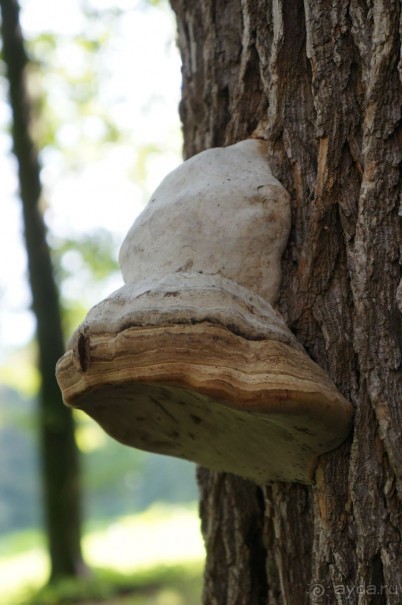 Замок Конопиште - резиденция эрцгерцога Франца Фердинанта