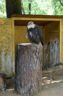 Замок Конопиште - резиденция эрцгерцога Франца Фердинанта