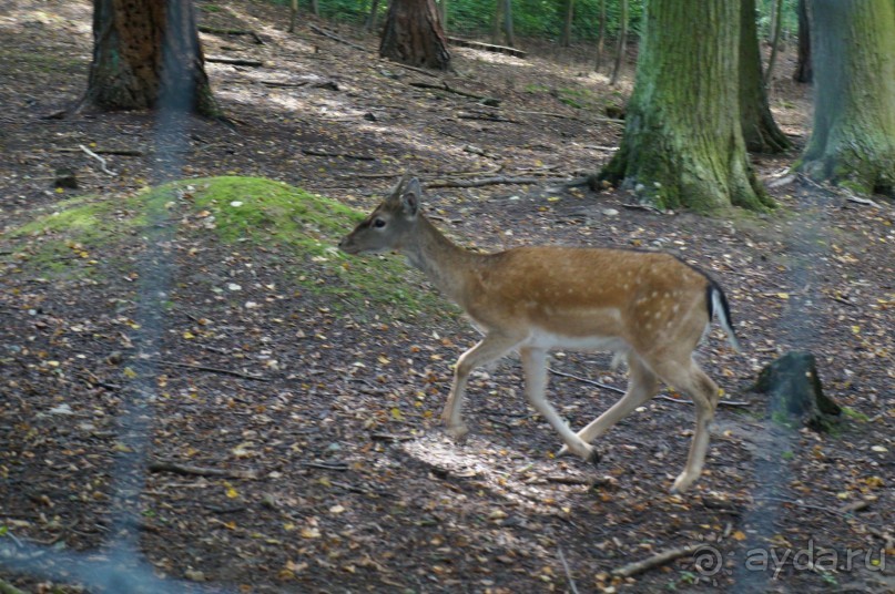 Замок Конопиште - резиденция эрцгерцога Франца Фердинанта