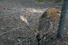 Замок Конопиште - резиденция эрцгерцога Франца Фердинанта
