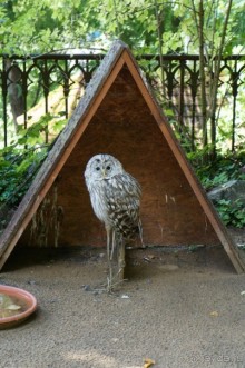 Замок Конопиште - резиденция эрцгерцога Франца Фердинанта