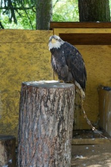 Замок Конопиште - резиденция эрцгерцога Франца Фердинанта